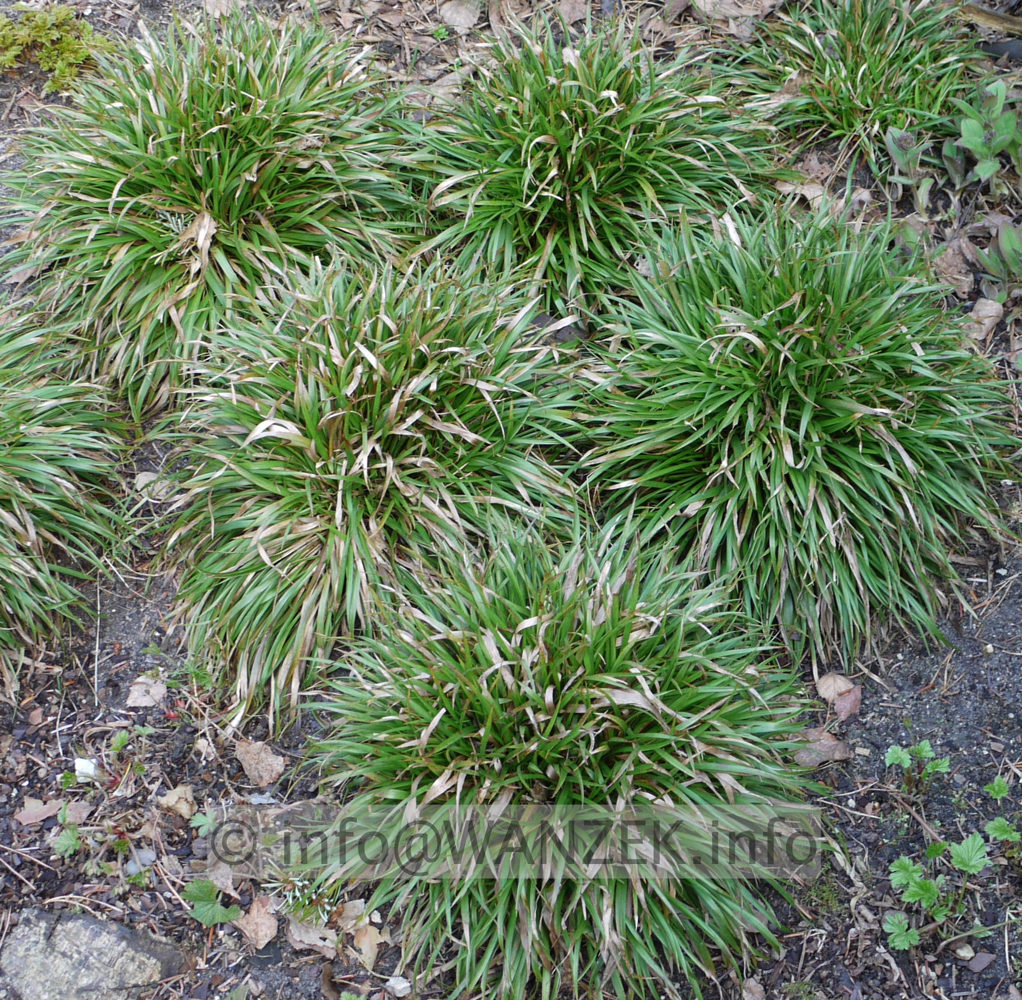 Luzula pilosa Igel -Maerz.jpg